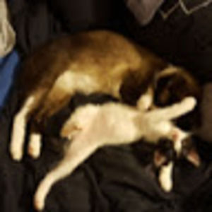 Meet your Posher, Odulia